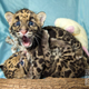 Illustration for article titled Clouded Leopard Cubs First For Houston Zoo, Are Adorable